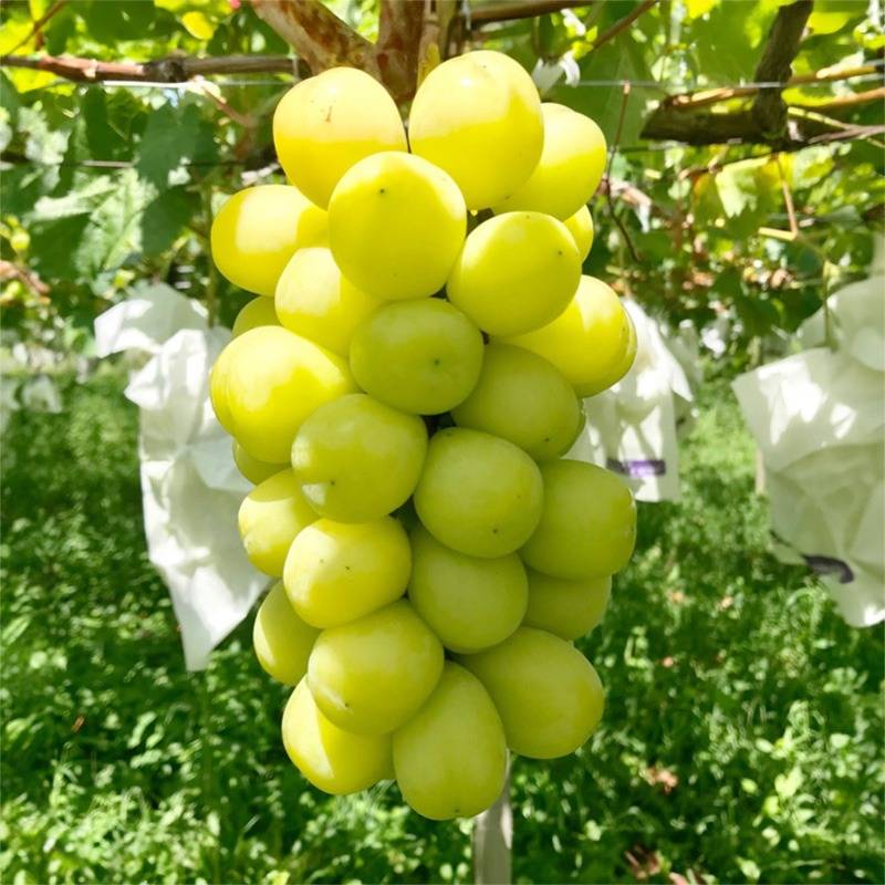 豊富な販売品種の特長や魅力をご紹介