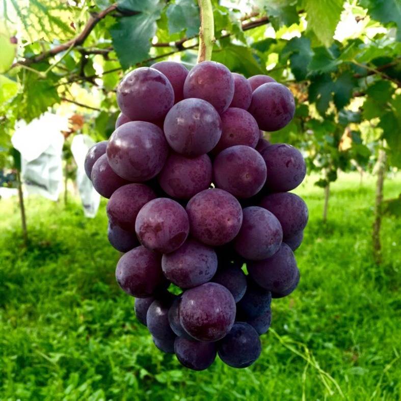 豊富な販売品種の特長や魅力をご紹介