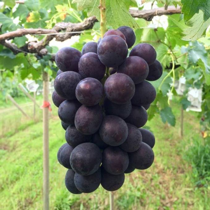 豊富な販売品種の特長や魅力をご紹介