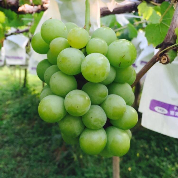 豊富な販売品種の特長や魅力をご紹介